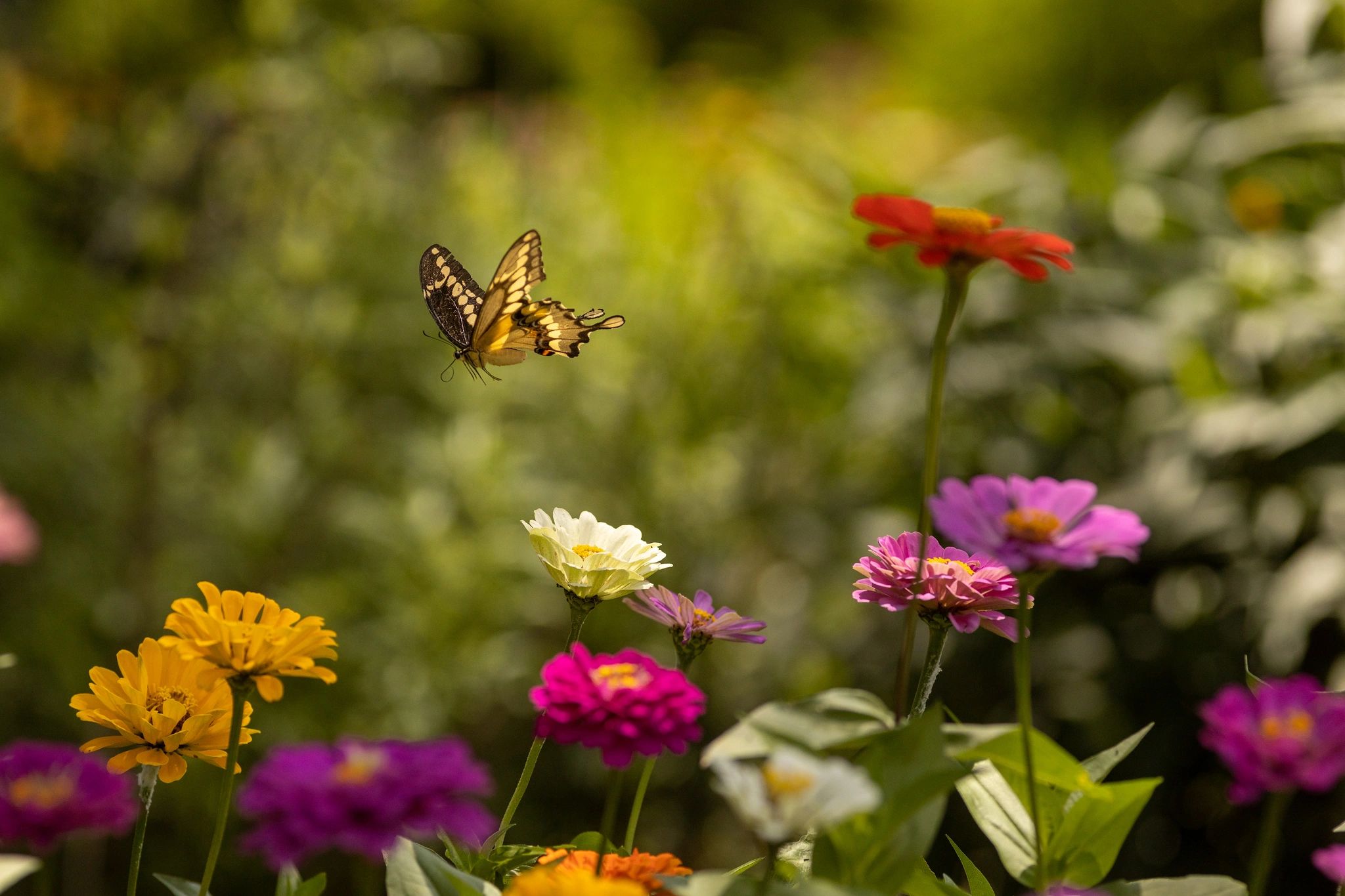 Larry Bruce Gardens Restaurant Kennard, Texas